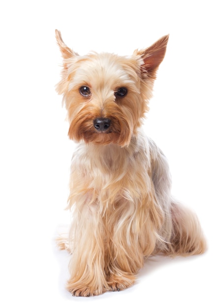 Yorkshire Terrier auf dem Weiß