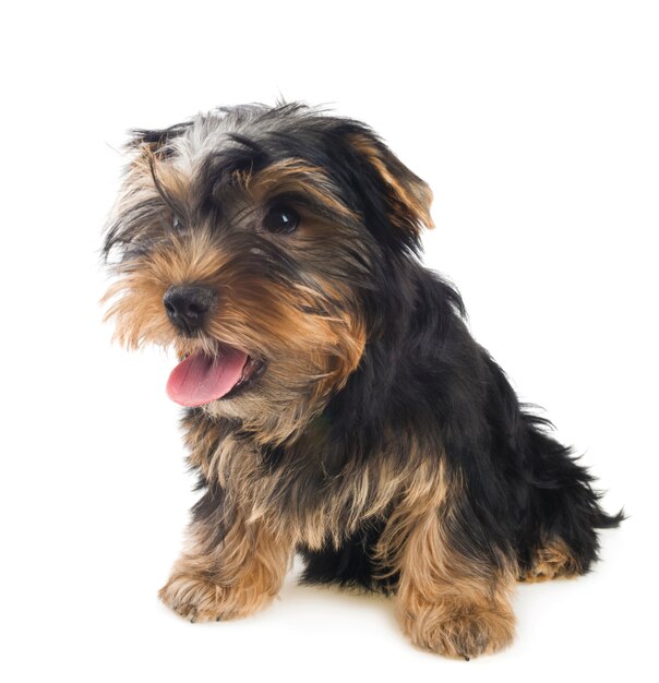 Yorkshire Terrier auf einem weißen Hintergrund