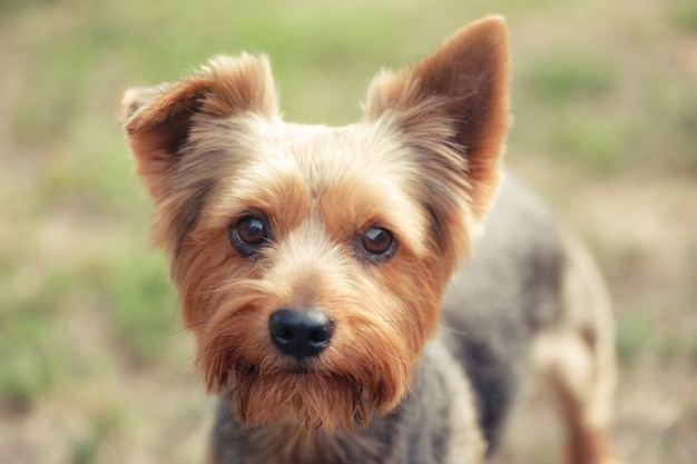 Yorkshire Terrier auf natürlichem grünem Hintergrund