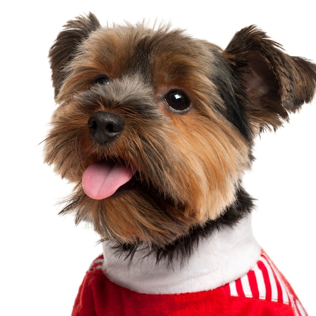 Yorkshire Terrier en blanco