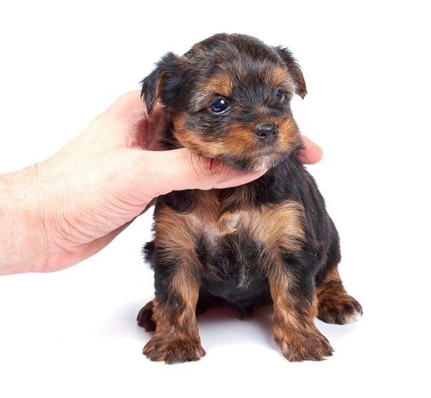 Yorkshire terrier buscando