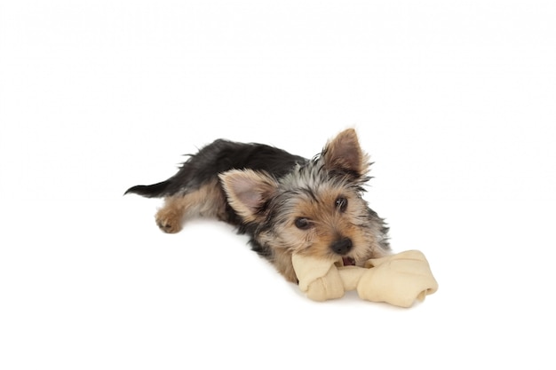 Yorkshire terrier cachorro comiendo un hueso