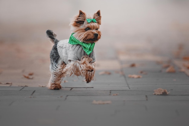 Yorkshire terrier cachorro corriendo al aire libre