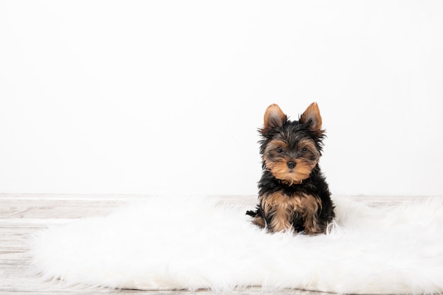 Yorkshire Terrier cachorro en la habitación en la alfombra. Lugar para el texto