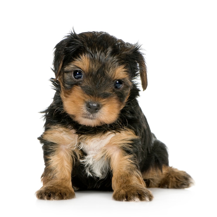 Foto yorkshire terrier cachorros con 1 mes. retrato de perro aislado