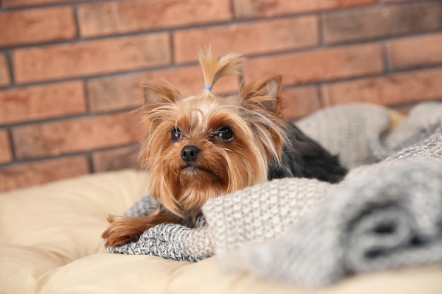 Yorkshire terrier en la cama del animal doméstico contra la pared de ladrillo