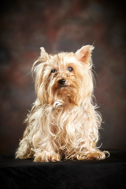 Yorkshire terrier. cão de raça pura