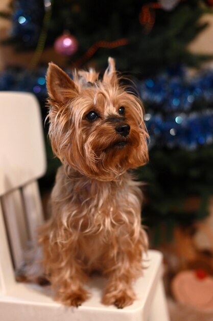 Foto yorkshire terrier cerca del árbol de año nuevo. retrato de perro.