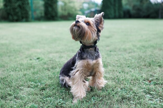 Yorkshire terrier en un césped verde