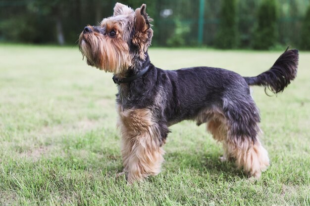 Yorkshire terrier en un césped verde