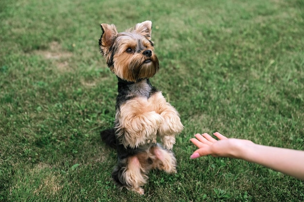 Yorkshire terrier en un césped verde