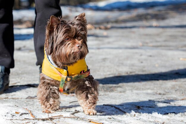 Un Yorkshire terrier con una chaqueta camina por un camino nevado