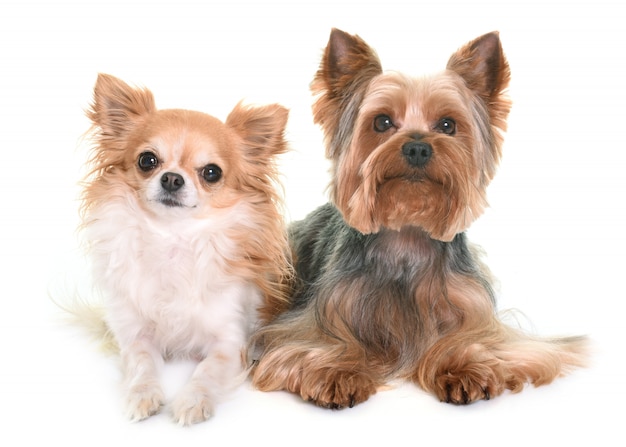 yorkshire terrier y chihuahua