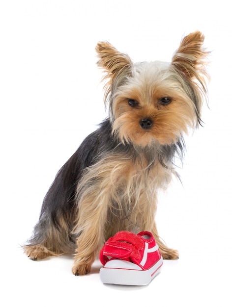 Yorkshire terrier com sapato esporte