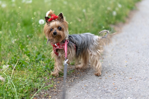 Yorkshire Terrier con una correa para pasear