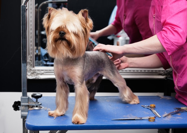 Yorkshire terrier se corta el pelo de un peluquero.