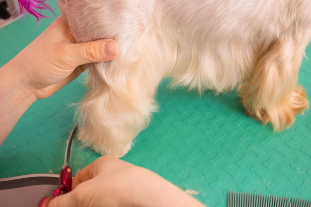 Yorkshire terrier cortando o cabelo no aparador.