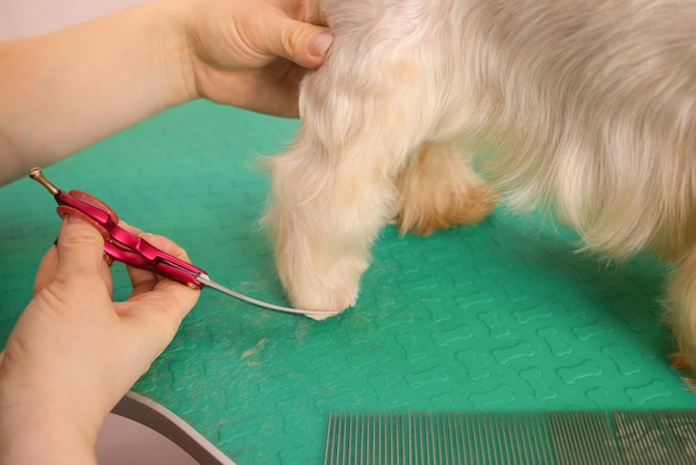 Yorkshire terrier cortando o cabelo no aparador.