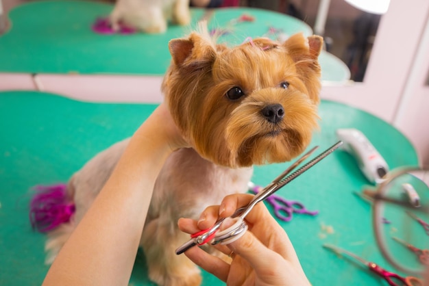 Yorkshire terrier cortando o cabelo no aparador.