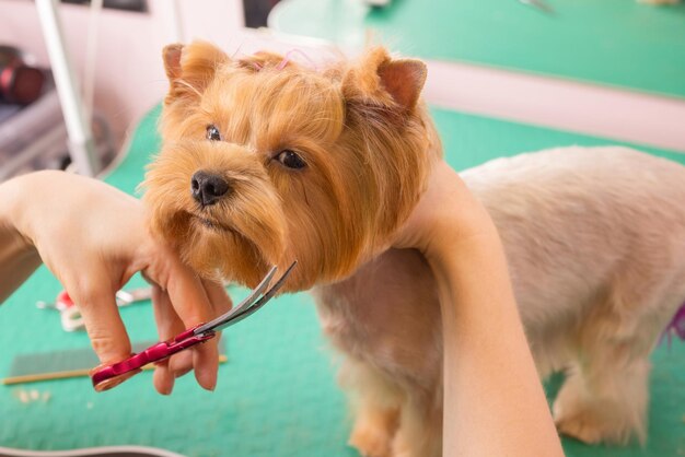 Yorkshire terrier cortando o cabelo no aparador