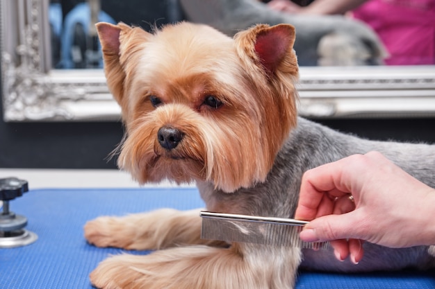 Yorkshire terrier cortando o cabelo no aparador.