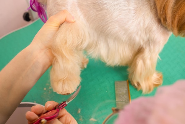 Yorkshire terrier cortándose el pelo en la peluquería.