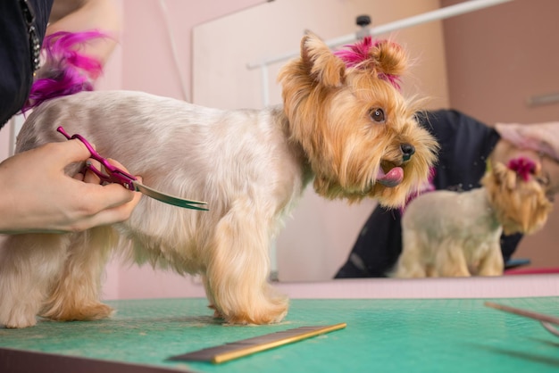 Yorkshire terrier cortándose el pelo en la peluquería.