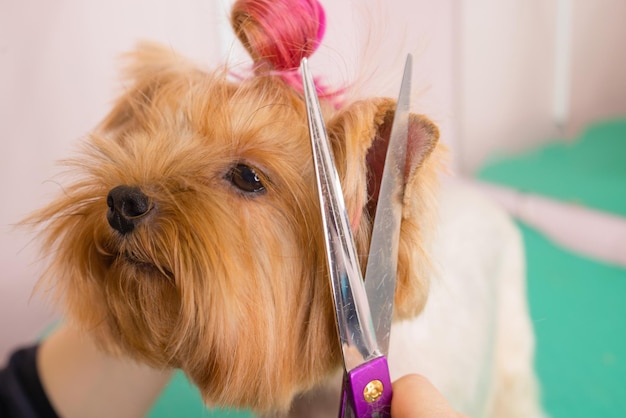 Yorkshire terrier cortándose el pelo en la peluquería.