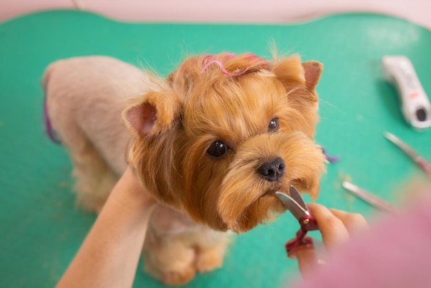 Yorkshire terrier cortándose el pelo en la peluquería.