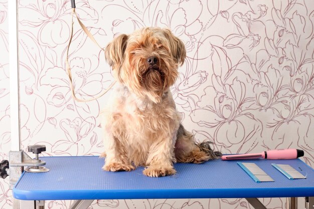 Yorkshire Terrier cubierto en la mesa de aseo junto a los peines para el cuidado del perro