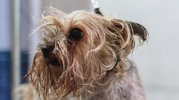 Yorkshire terrier cuidando e lavando em casa por um profissional profissional