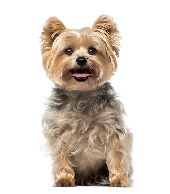 Yorkshire Terrier delante de una pared blanca