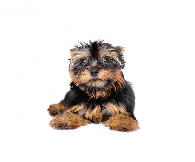 Yorkshire Terrier delante de una pared blanca