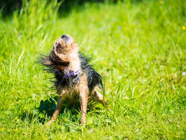 Yorkshire terrier depois de nadar no lago sacode a água