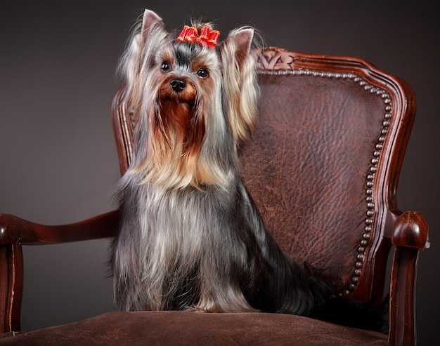 Yorkshire-Terrier, der auf einem Stuhl sitzt