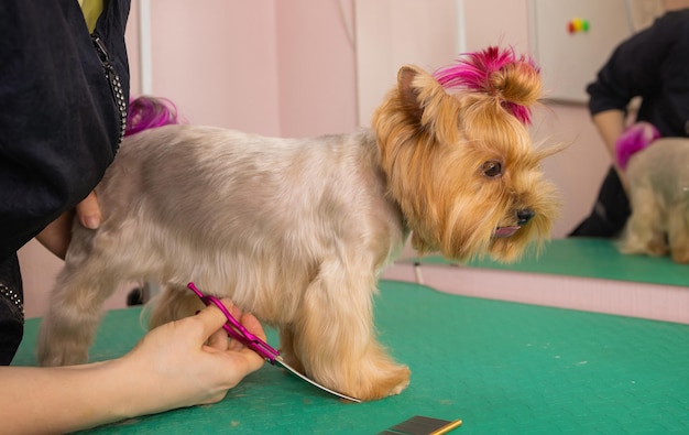 Yorkshire-Terrier, der sich beim Groomer die Haare schneiden lässt.