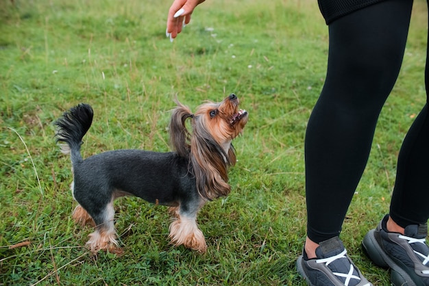 Yorkshire Terrier, der zum Besitzer aufblickt. Ein Mädchen möchte einen Hund streicheln, Nahaufnahme