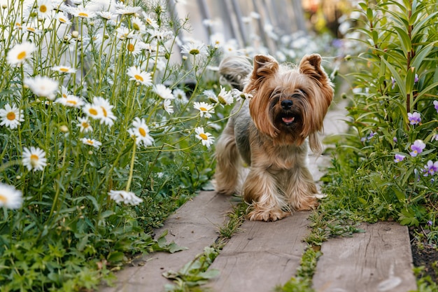 Yorkshire Terrier, der zwischen Blumen geht