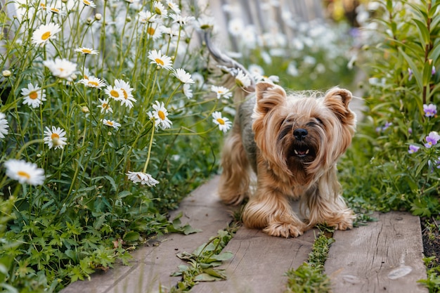 Yorkshire Terrier, der zwischen Blumen geht