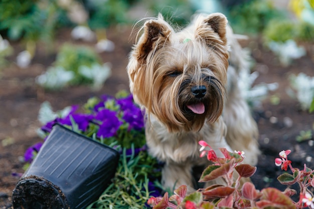 Yorkshire Terrier, der zwischen Blumen geht