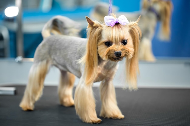 Yorkshire Terrier después del corte de pelo