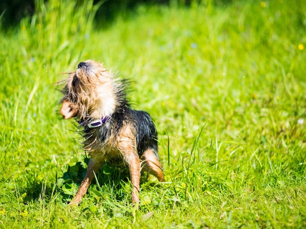 Yorkshire terrier después de nadar en el lago se sacude el agua