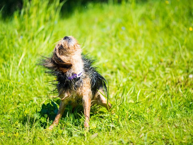 Yorkshire terrier después de nadar en el lago se sacude el agua