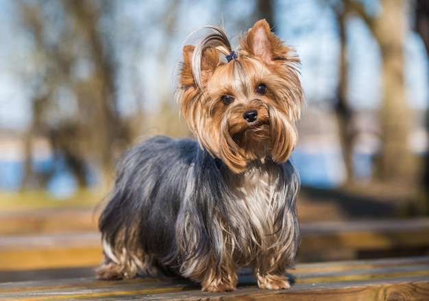 Yorkshire Terrier é a menor raça de cachorro sentado no banco na primavera Yorkie close up retrato