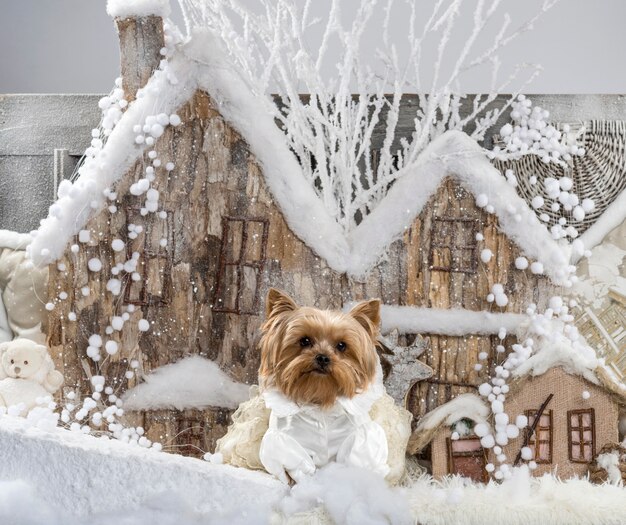 Yorkshire terrier em frente a um cenário de Natal