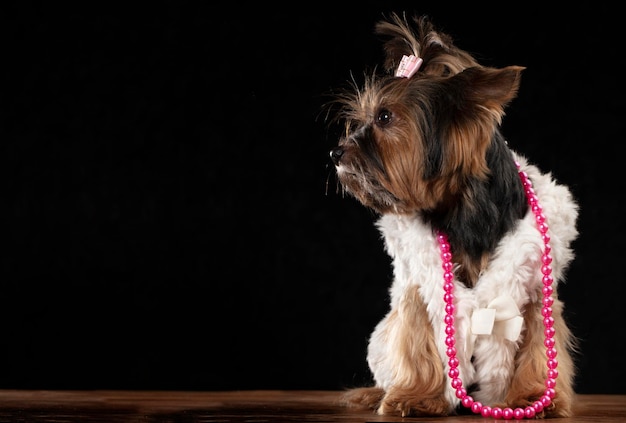 Yorkshire terrier em roupas bonitas