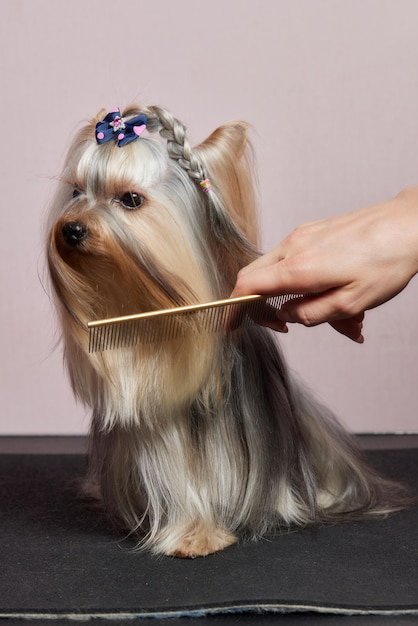 El yorkshire terrier se encuentra en la mesa de aseo en el salón del zoológico con un hermoso corte de pelo para cada