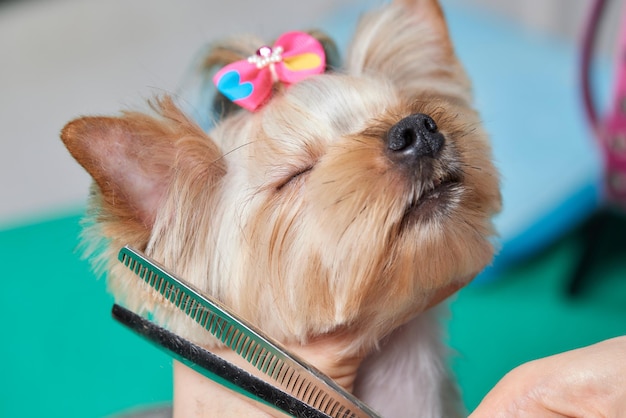 El Yorkshire Terrier se encuentra en la mesa de aseo en el salón del zoológico con un hermoso corte de pelo para todos los días