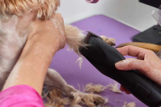 El Yorkshire Terrier se encuentra en la mesa de aseo en el salón del zoológico con un hermoso corte de pelo para todos los días