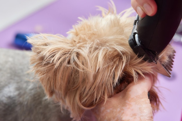 El Yorkshire Terrier se encuentra en la mesa de aseo en el salón del zoológico con un hermoso corte de pelo para todos los días